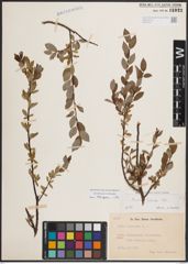Foto von Salix foetida Schleich. ex DC.